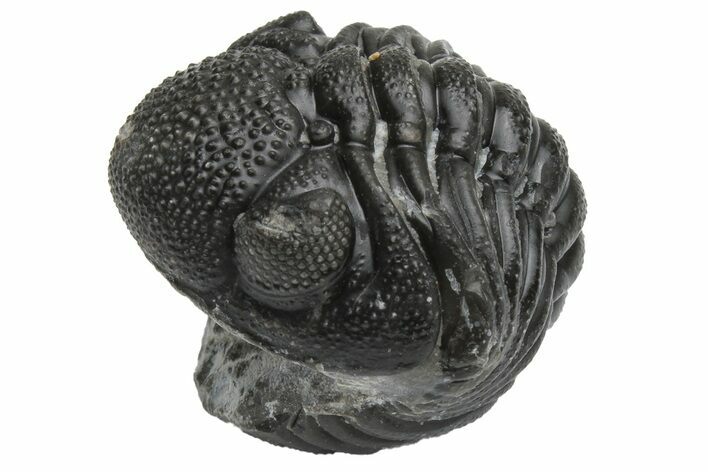 Wide, Enrolled Morocops Trilobite - Morocco #224113